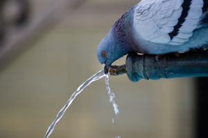 Save Water , Save Tree